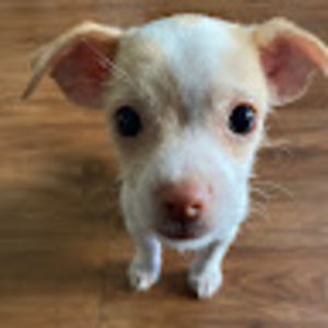 Meet your Posher, Annie